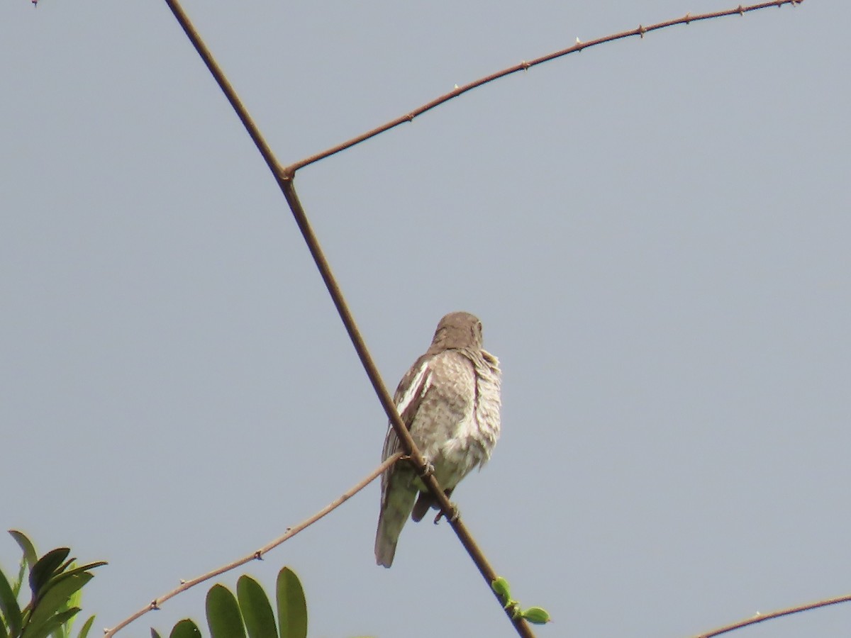 White-winged Cotinga - ML623010631