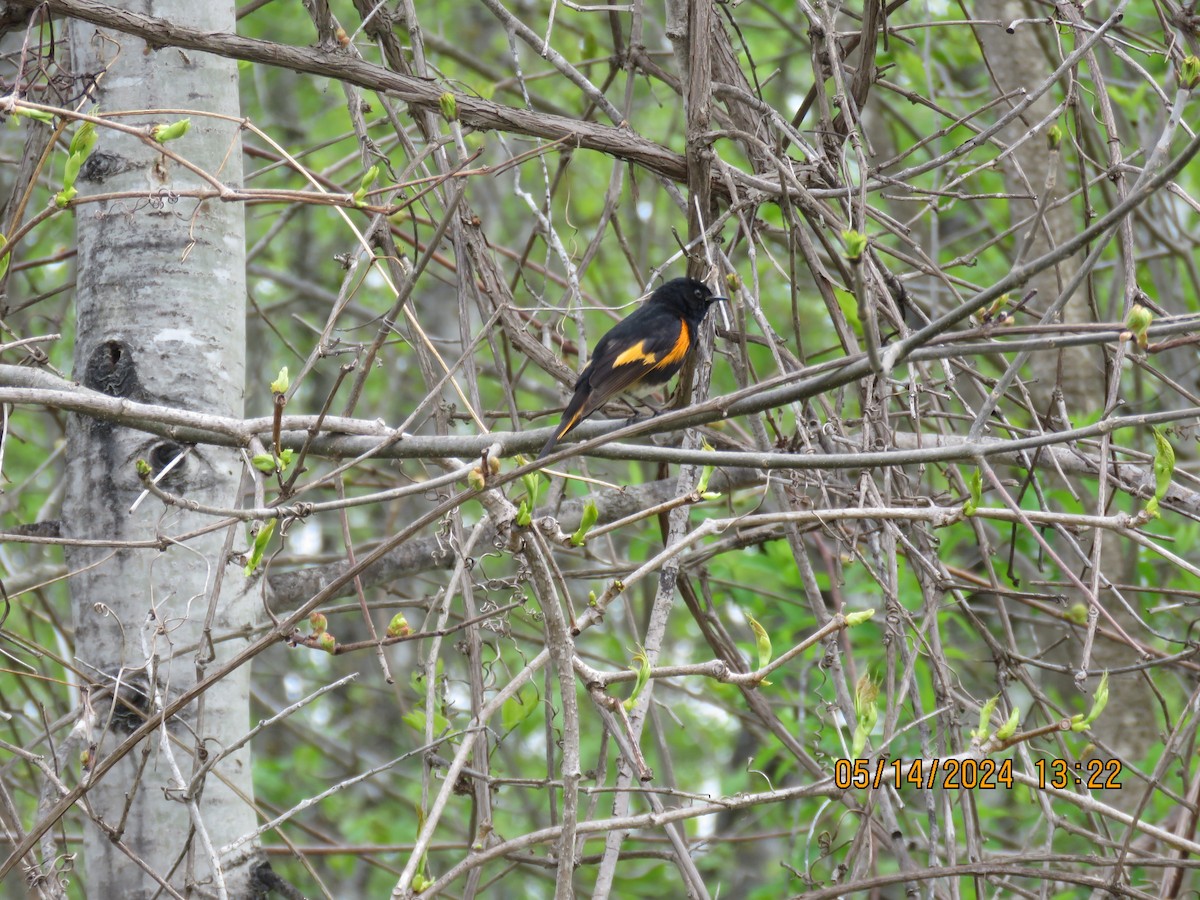 American Redstart - ML623010634