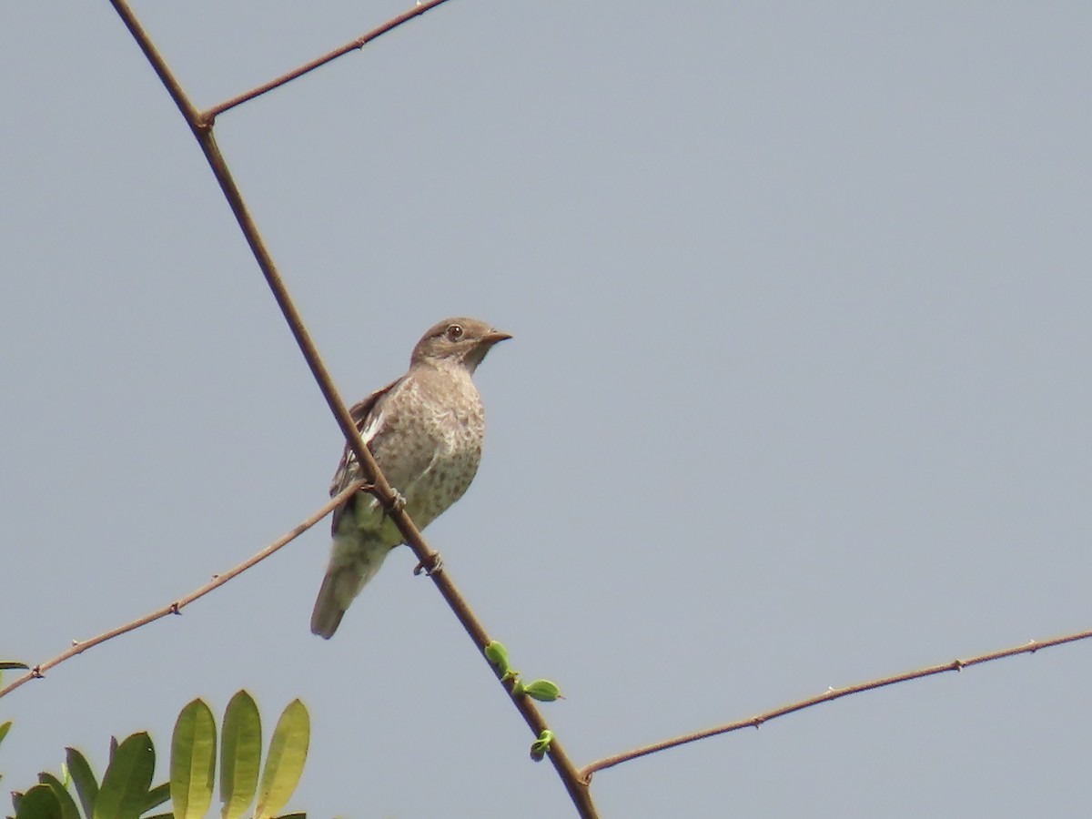 White-winged Cotinga - ML623010636