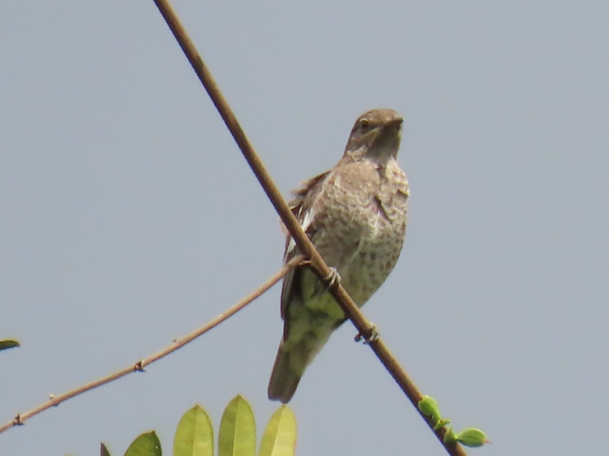 White-winged Cotinga - ML623010638