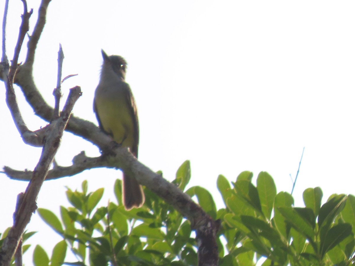 Dusky-capped Flycatcher - ML623010646