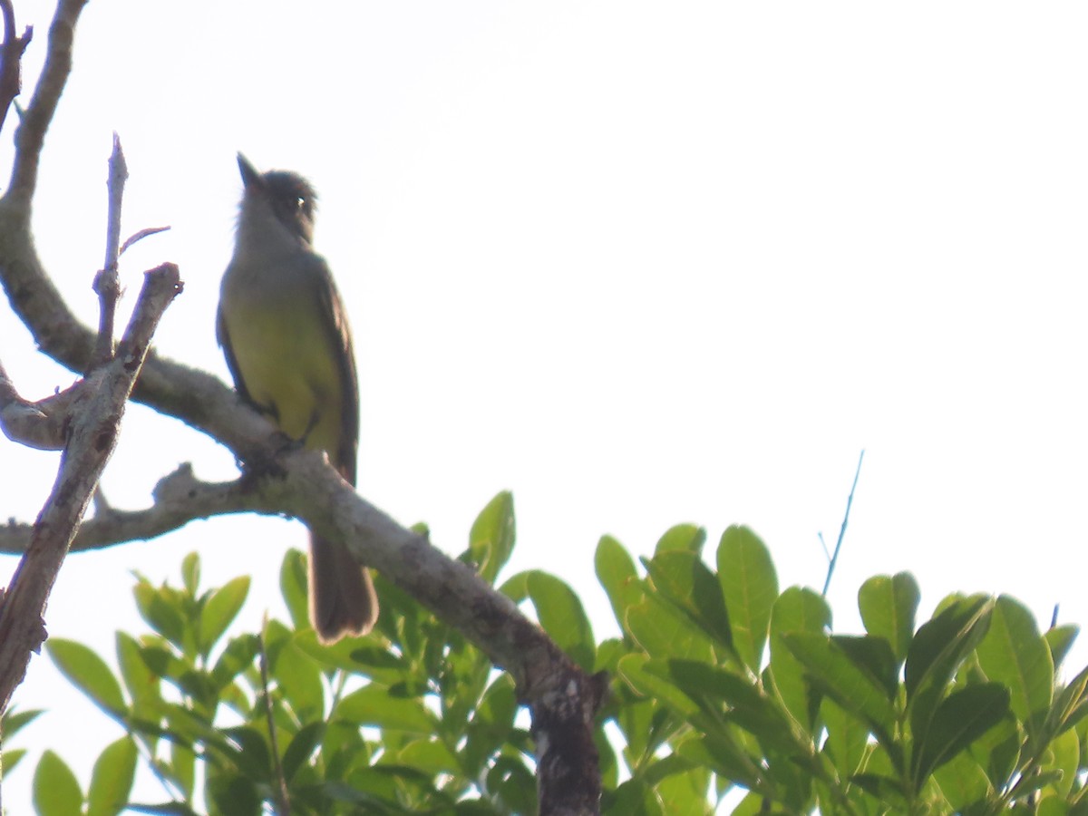 Dusky-capped Flycatcher - ML623010656