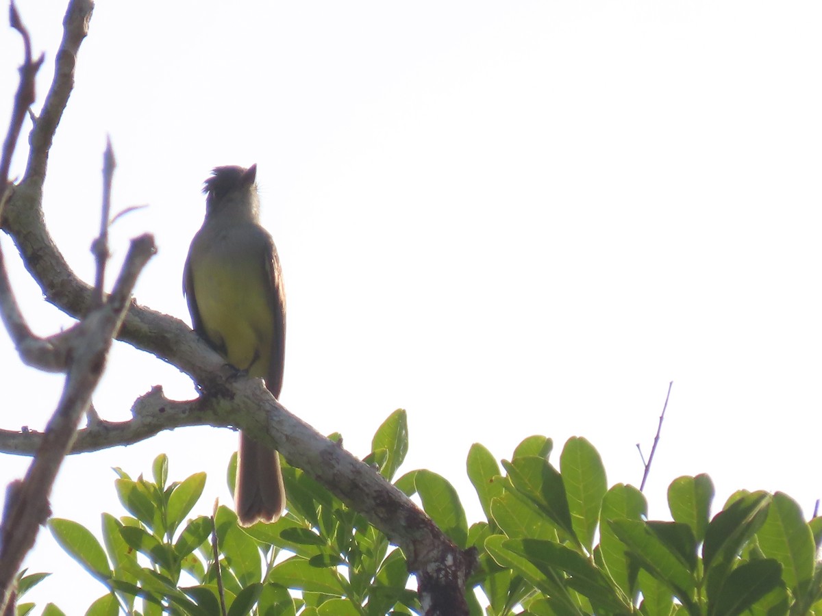 Dusky-capped Flycatcher - ML623010659