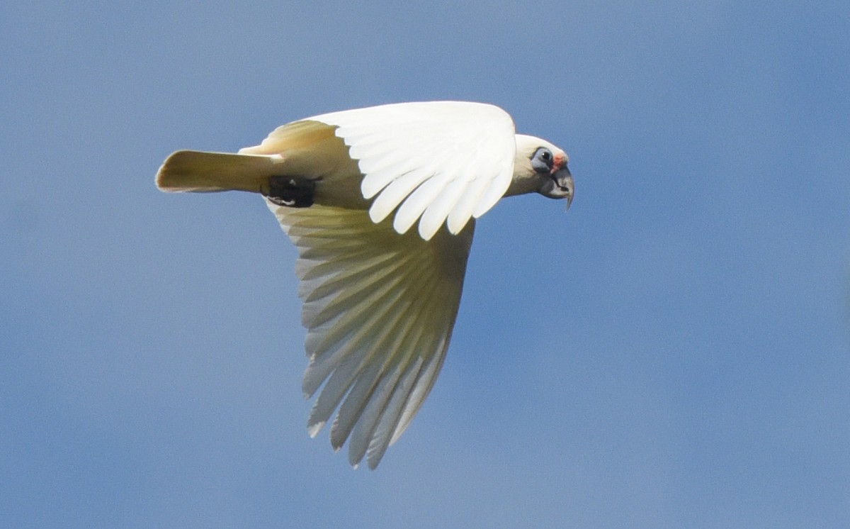 Western Corella - ML623010673