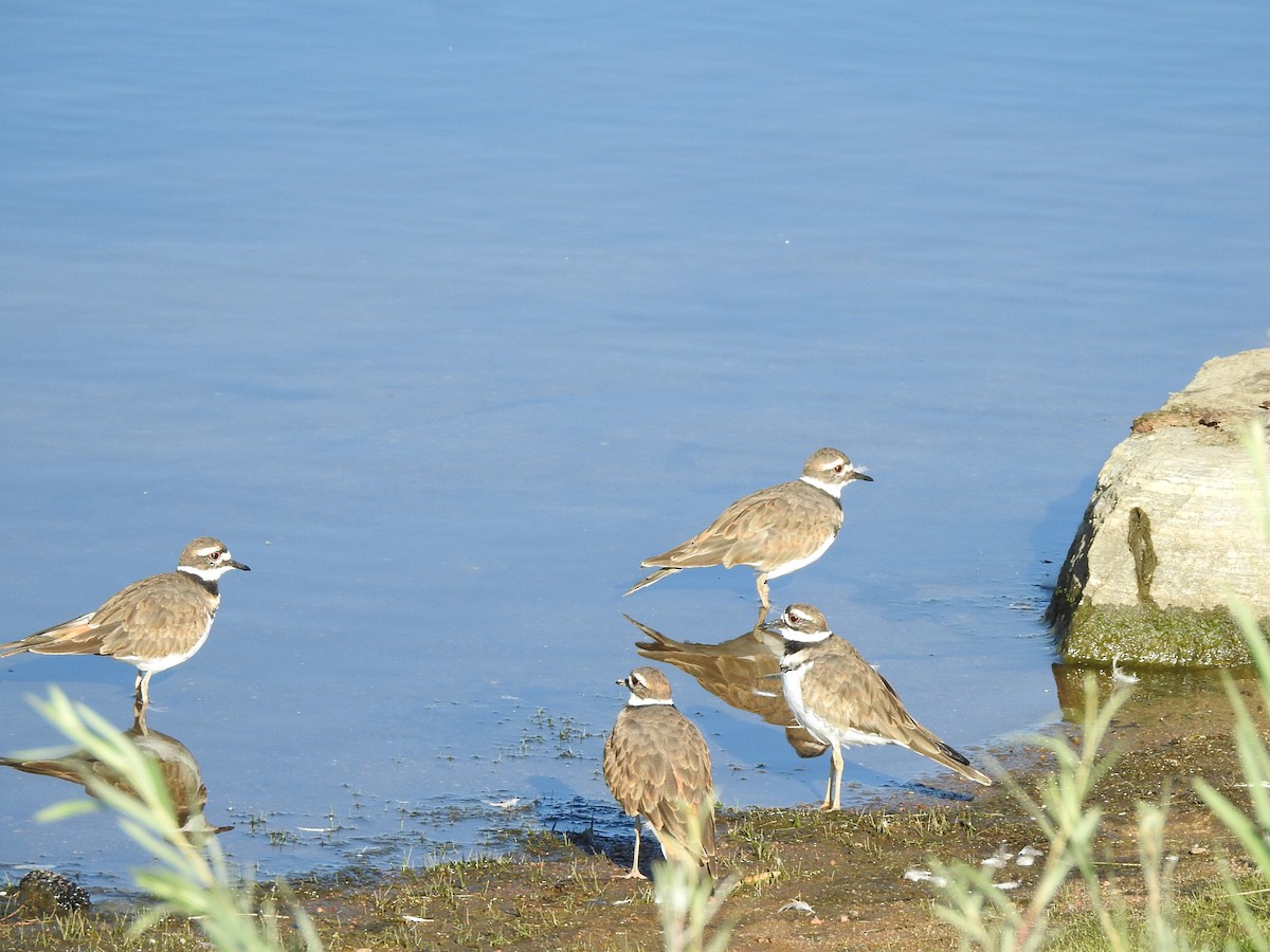 Killdeer - ML623010686