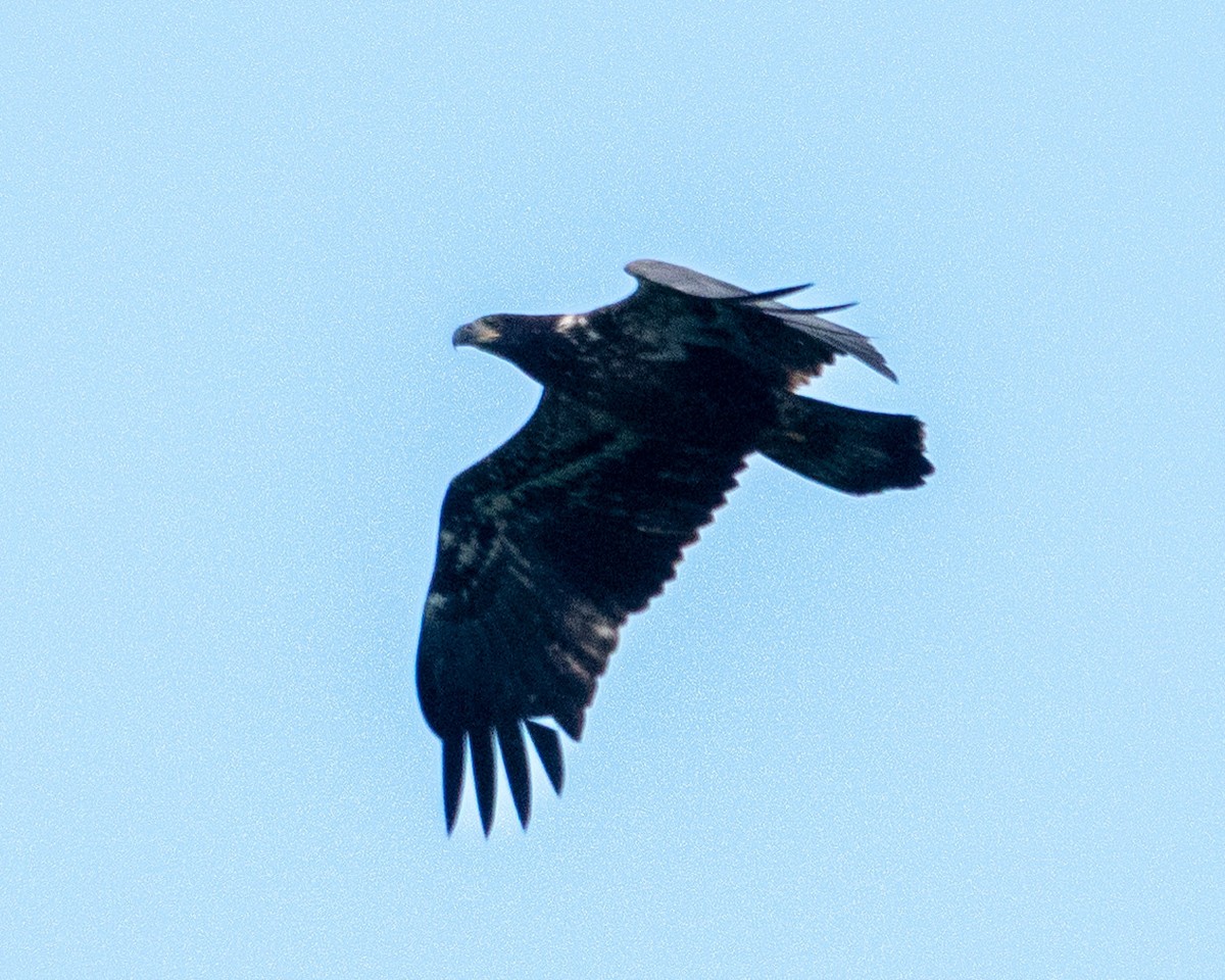 Bald Eagle - ML623010690