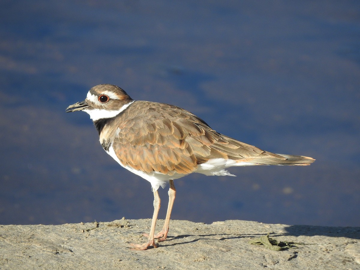 Killdeer - ML623010691