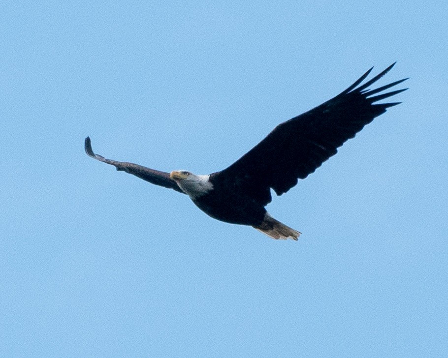 Bald Eagle - ML623010694