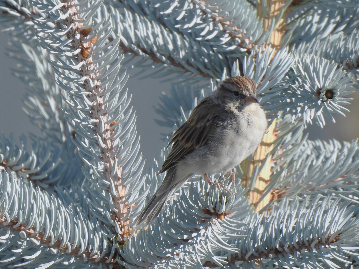 Chipping Sparrow - ML623010704