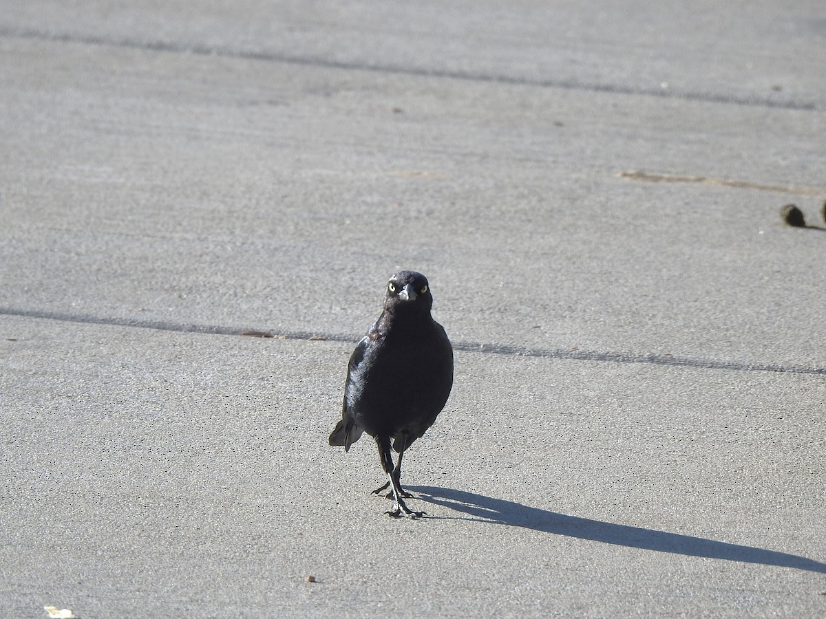 Brewer's Blackbird - ML623010709