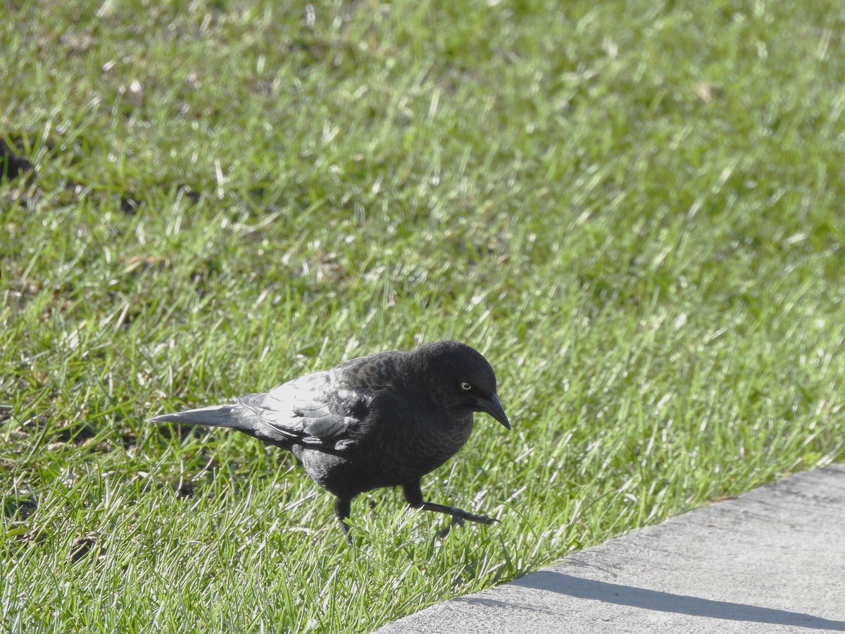 Brewer's Blackbird - ML623010711
