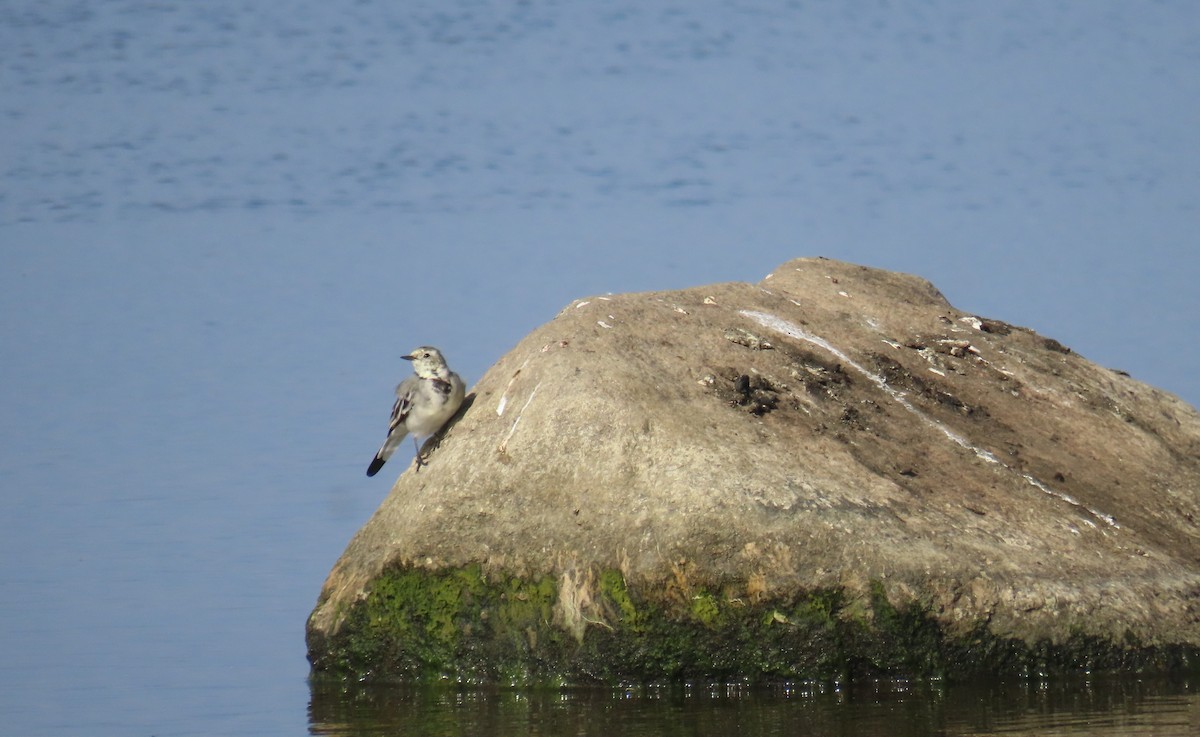 White Wagtail - ML623010825