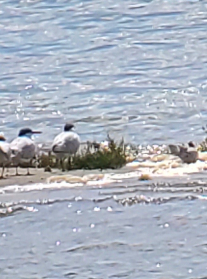 Common Tern - ML623010826