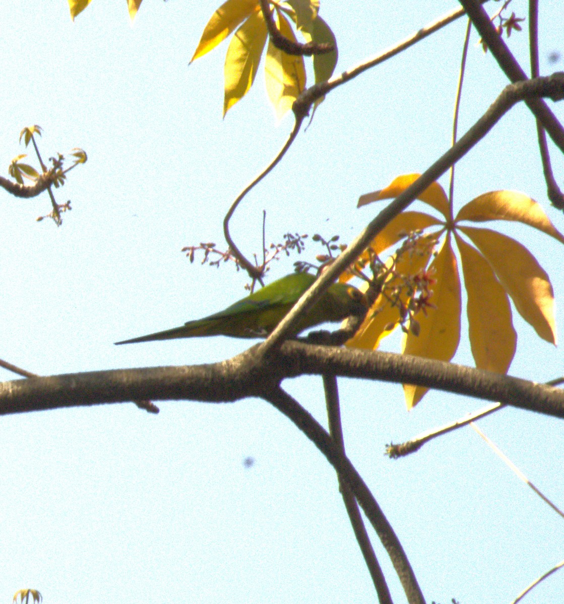 Peach-fronted Parakeet - ML623010858