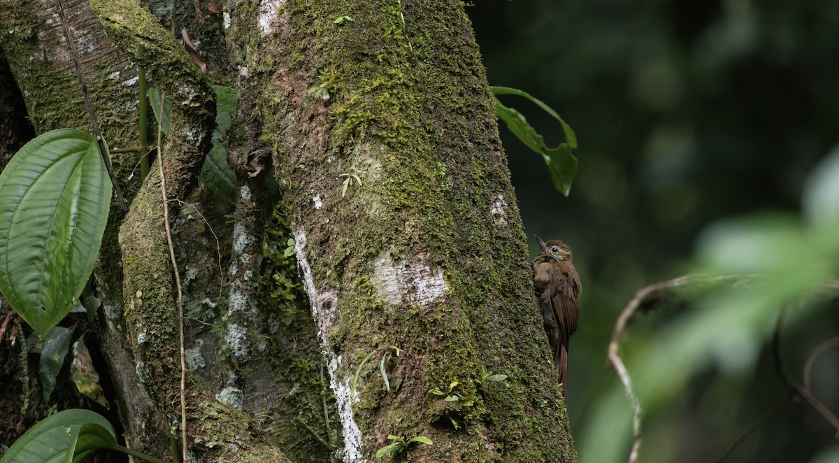 Wedge-billed Woodcreeper - ML623010863