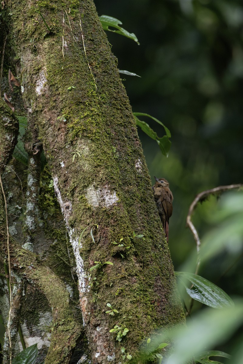 Wedge-billed Woodcreeper - ML623010864