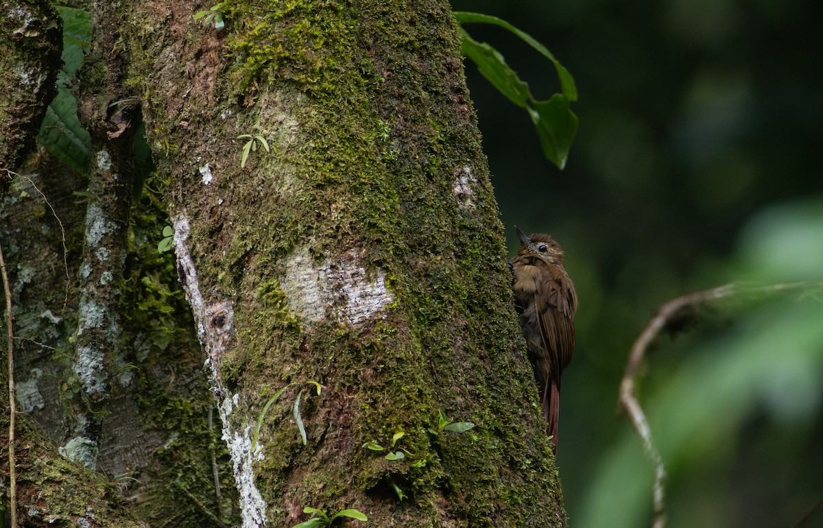 Wedge-billed Woodcreeper - ML623010865