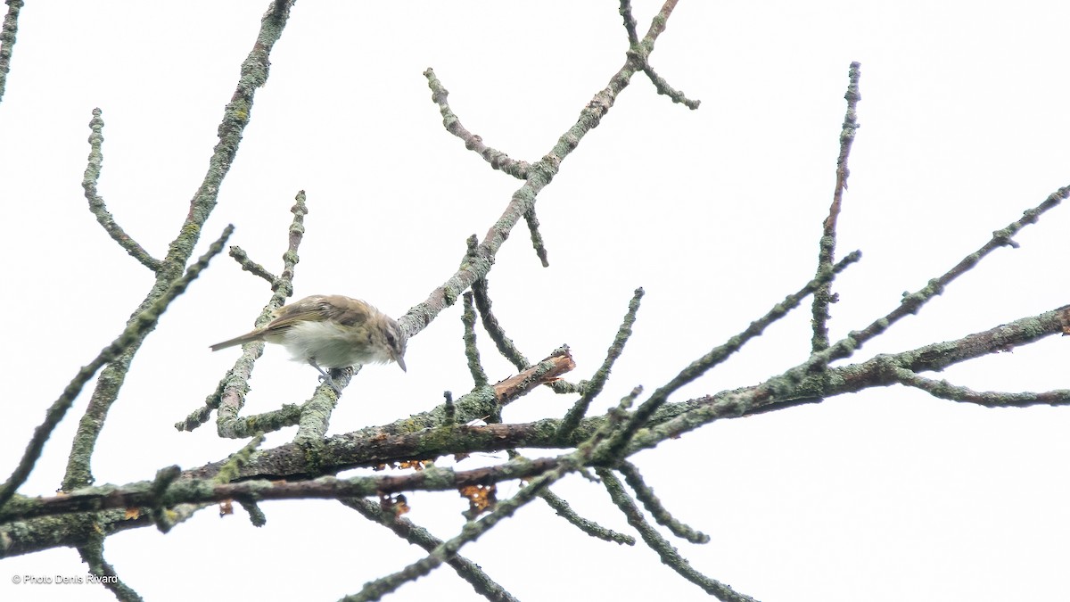 Vireo begigorria - ML623010868