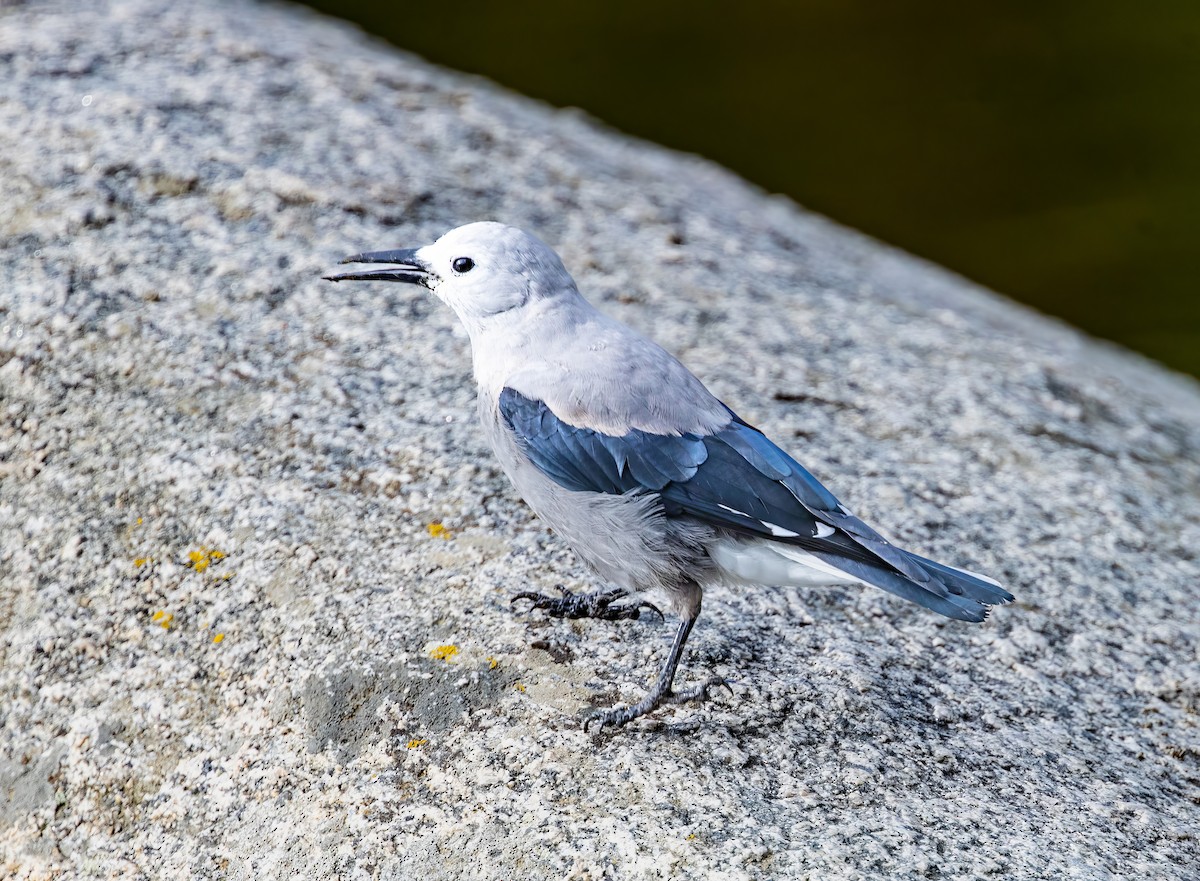 Cassenoix d'Amérique - ML623010932