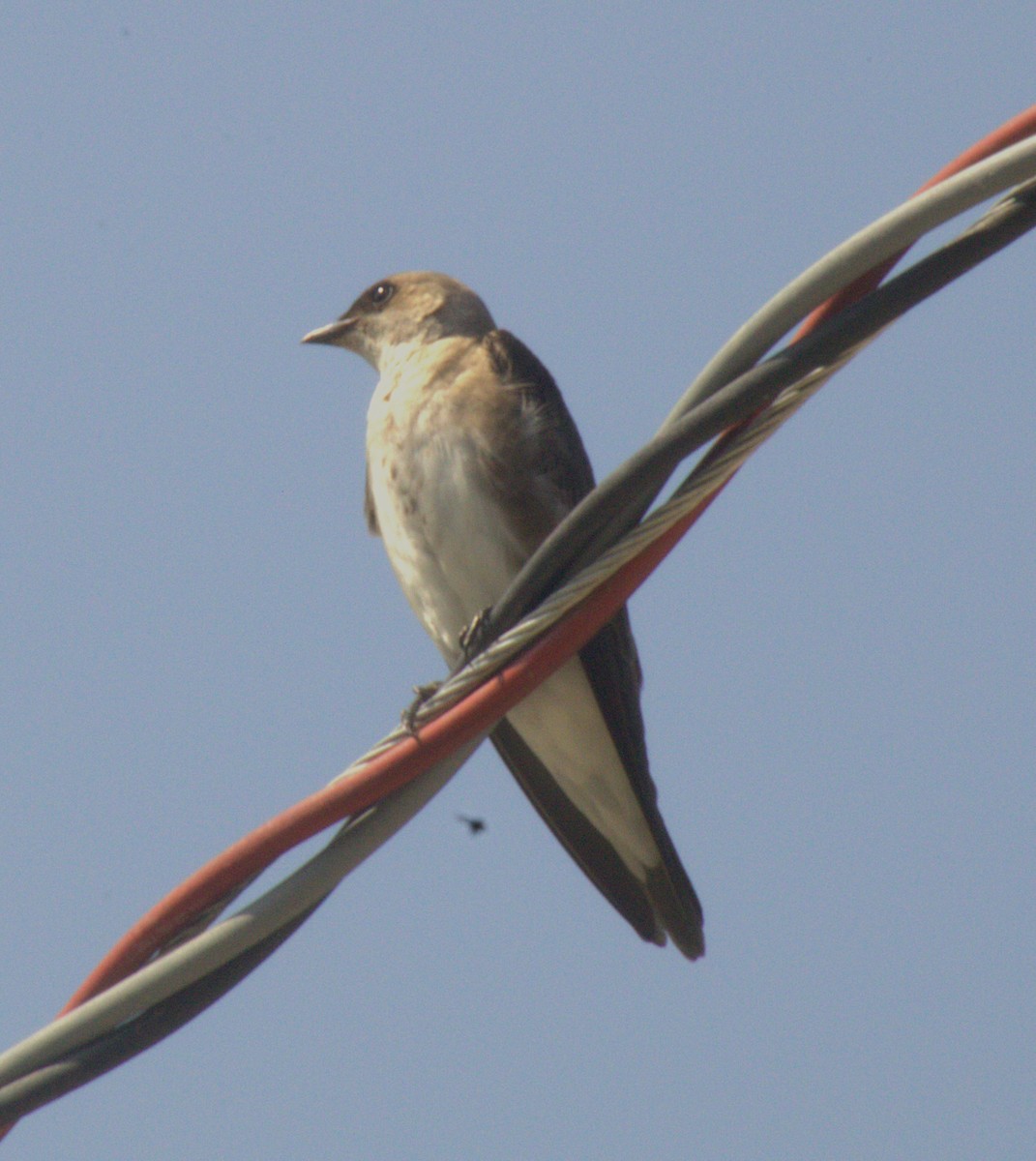 Brown-chested Martin - Scott Atkinson