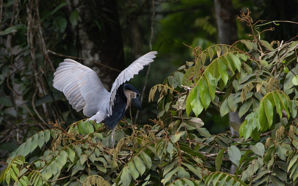 Boat-billed Heron - ML623010964