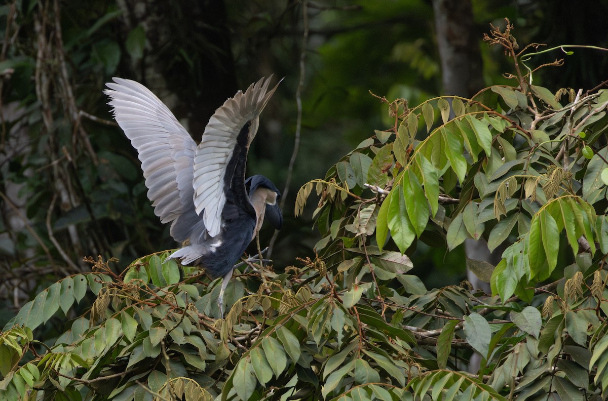 Boat-billed Heron - ML623010965