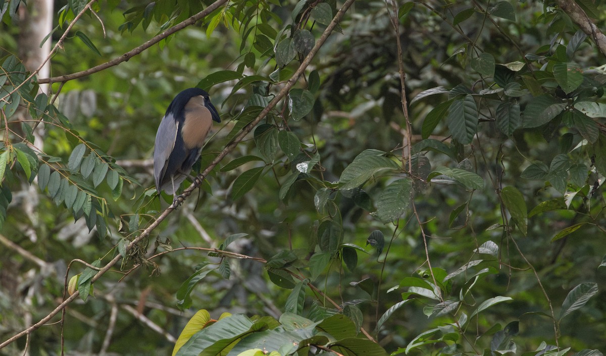 Boat-billed Heron - ML623010967