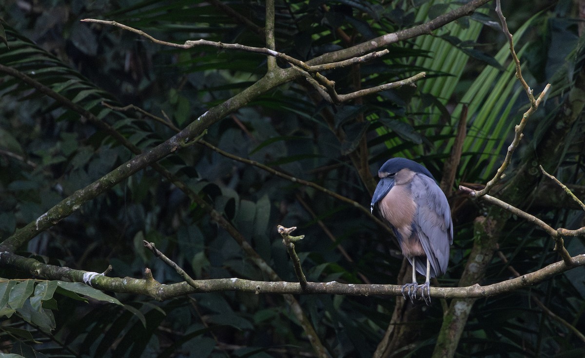 Boat-billed Heron - ML623010969