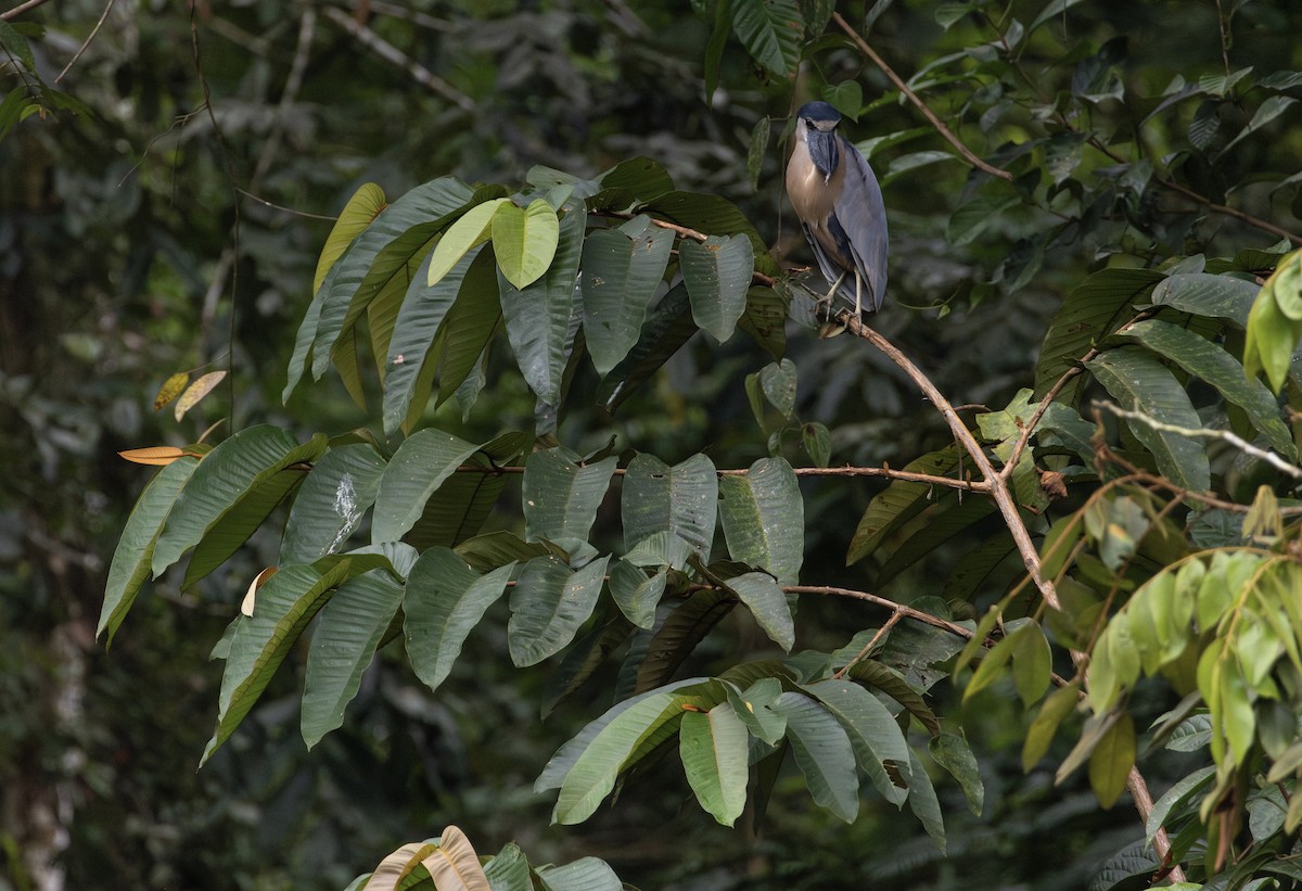 Boat-billed Heron - ML623010972