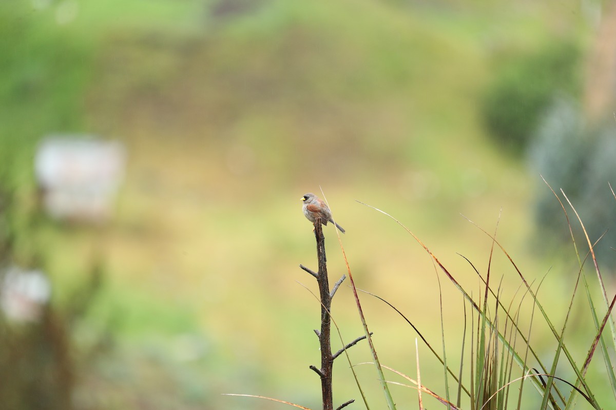 Rufous-backed Inca-Finch - ML623011063