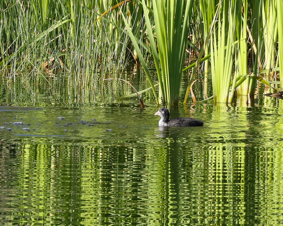 American Coot - Linda Cunico