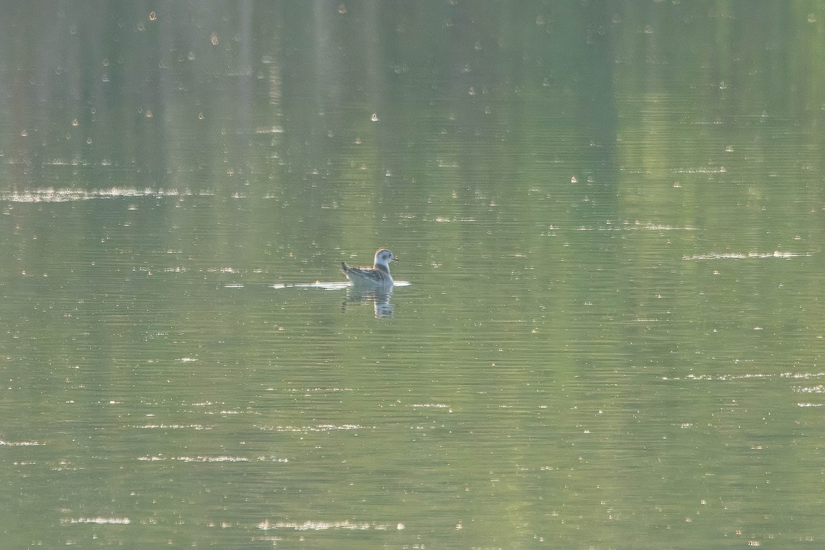 Little Gull - ML623011079