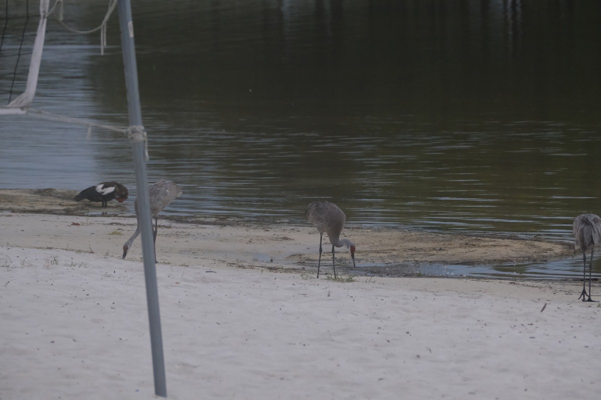 Sandhill Crane - ML623011112