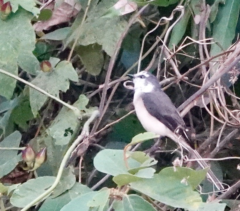 Brown-rumped Minivet - ML623011121