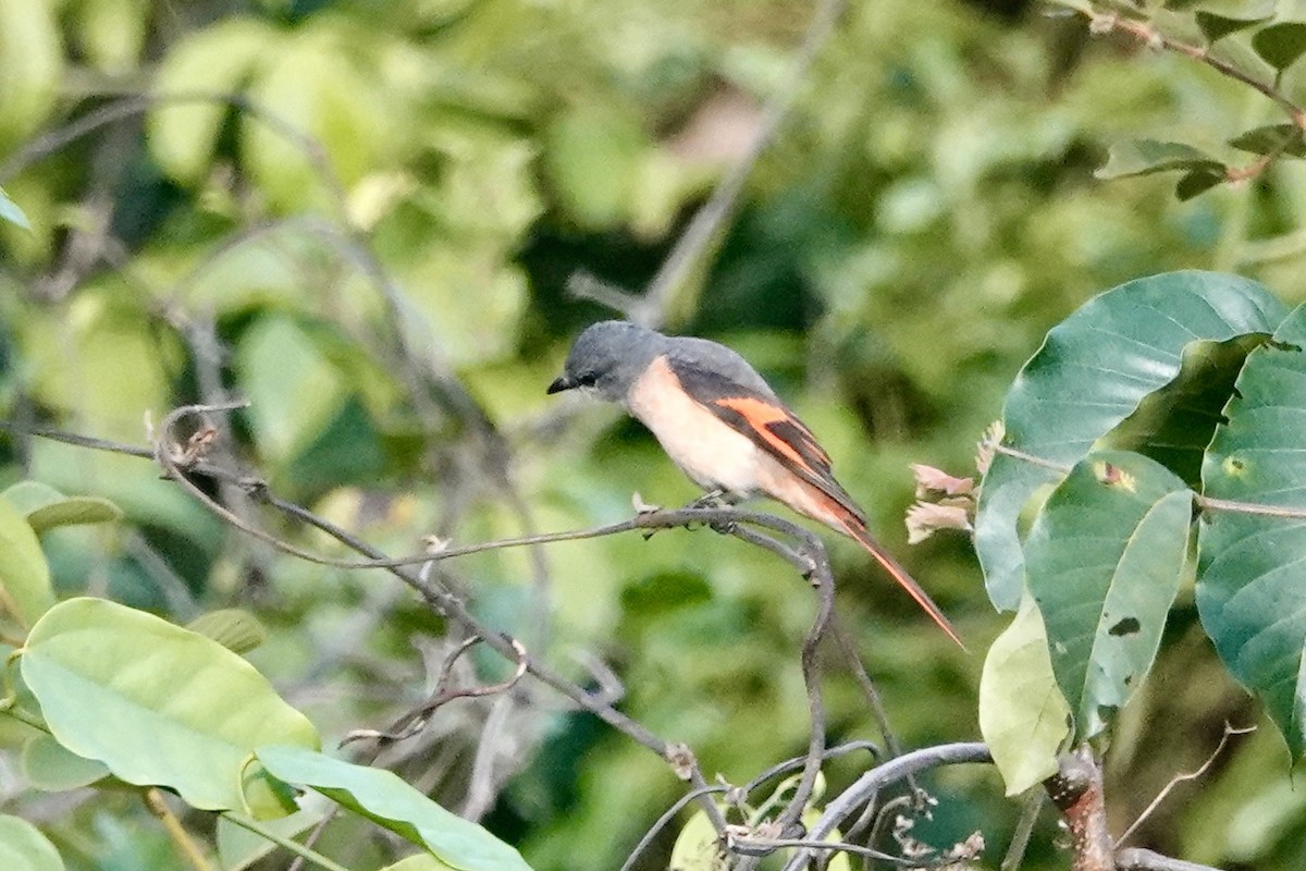 Rosy Minivet - ML623011138