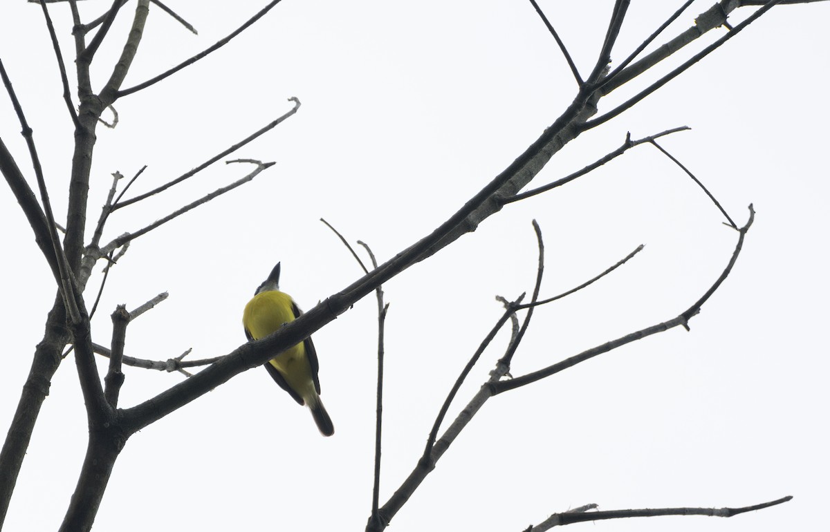 Boat-billed Flycatcher - ML623011140