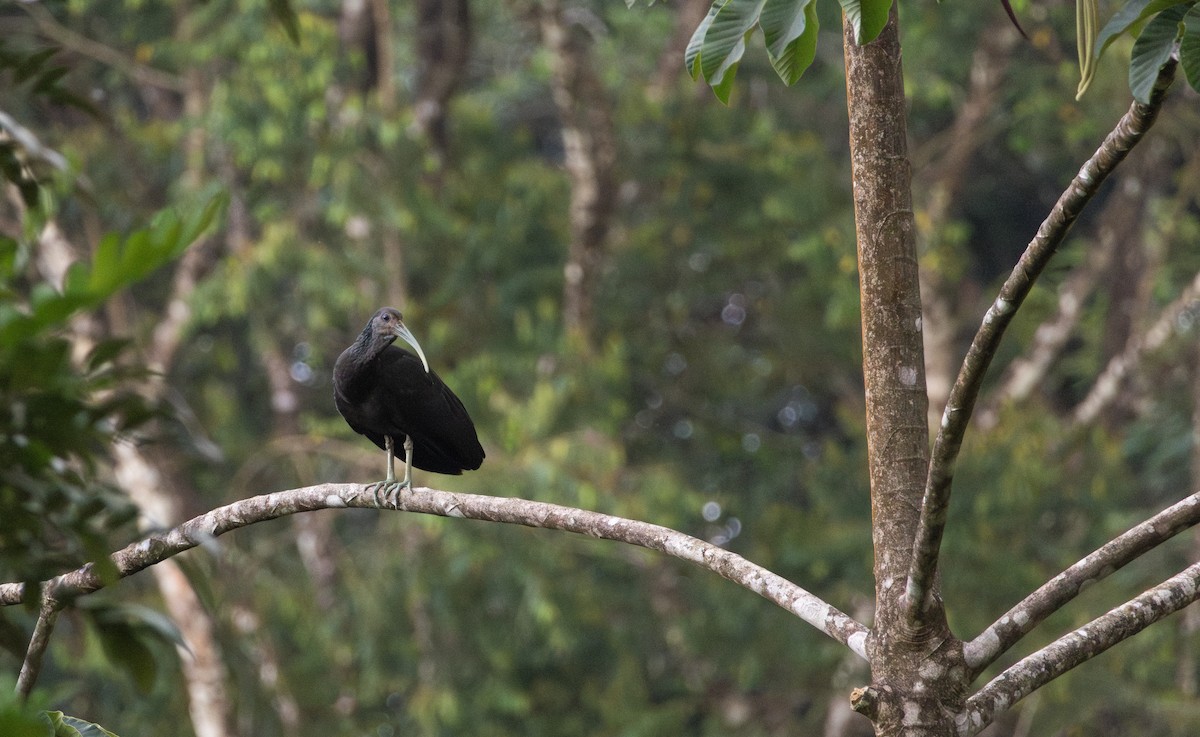 ibis zelený - ML623011165