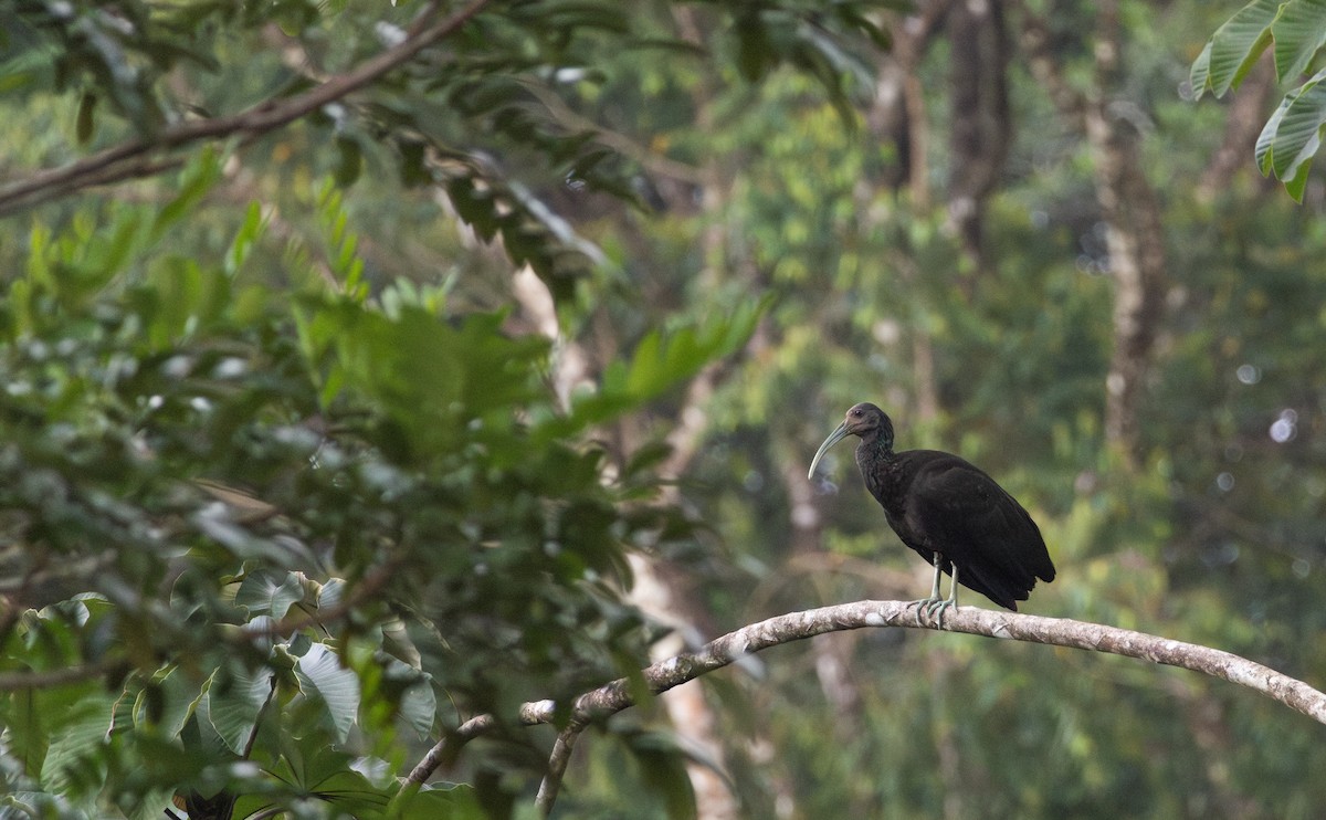 Green Ibis - Danny Tipton