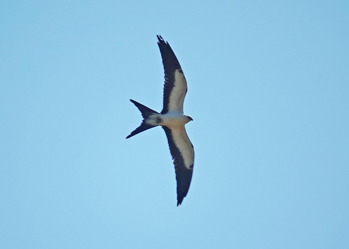 Swallow-tailed Kite - ML623011207