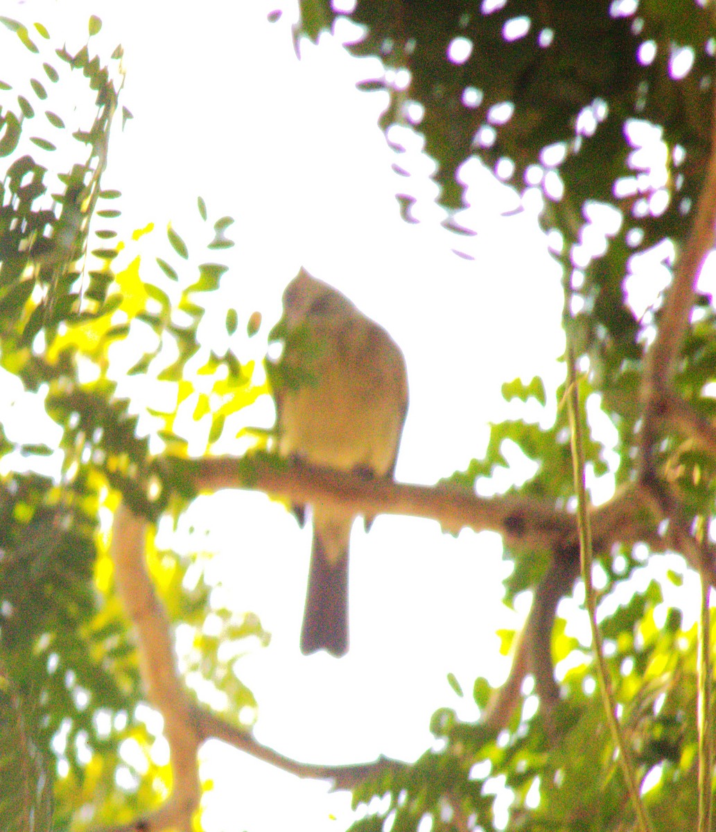 Ochre-bellied Flycatcher - ML623011217