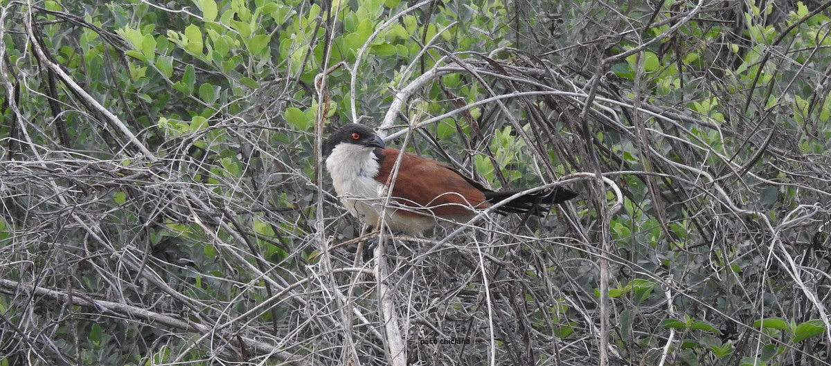 Senegal Coucal - ML623011228