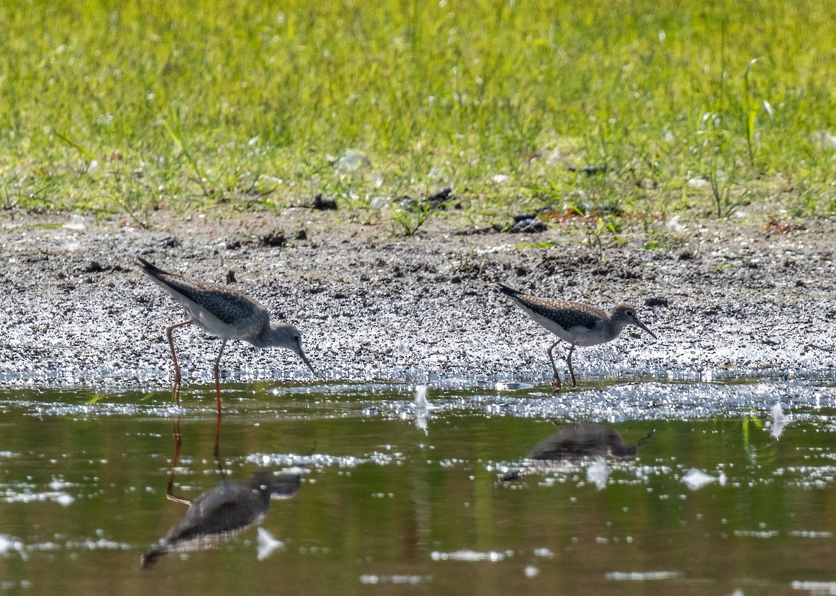 Solitary Sandpiper - ML623011234