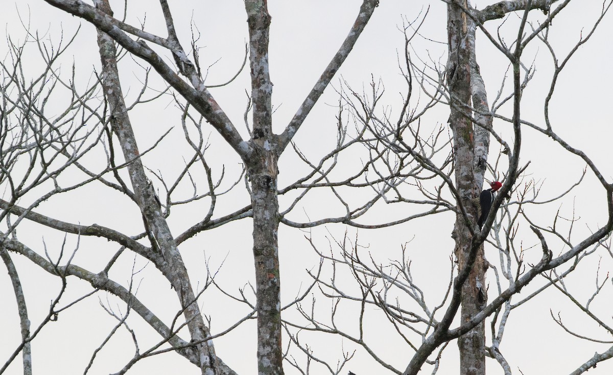 Pale-billed Woodpecker - ML623011249