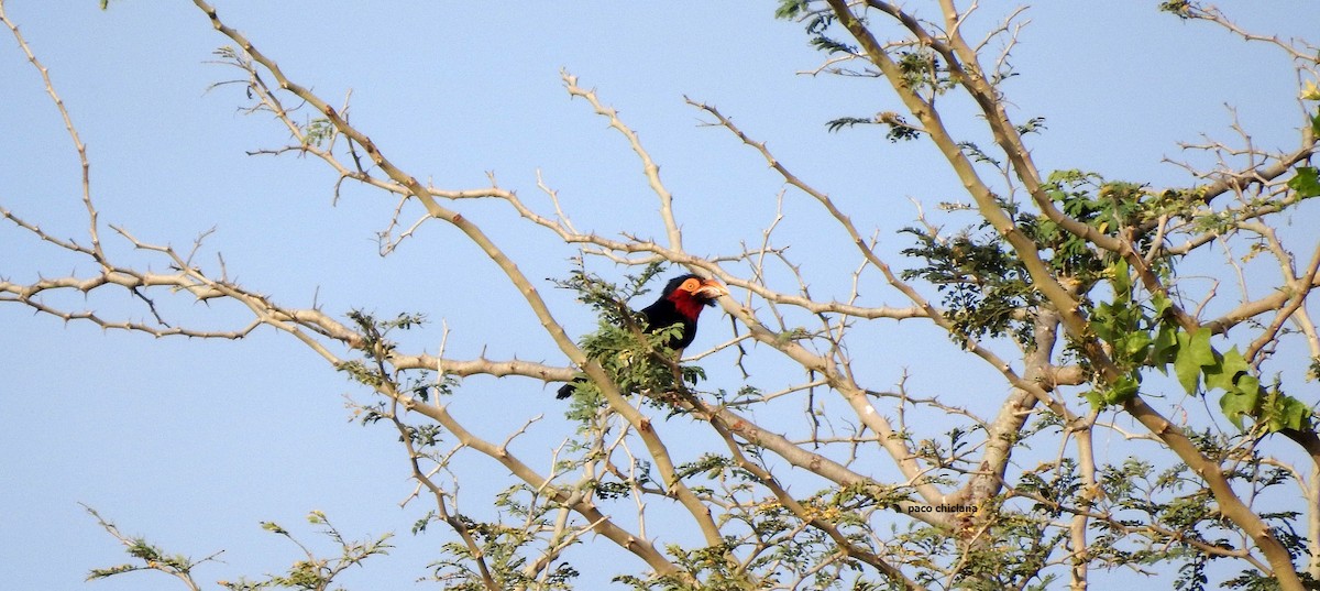 Furchenschnabel-Bartvogel - ML623011260