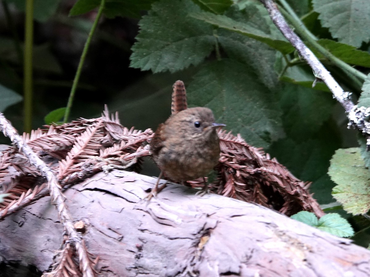 Pacific Wren - ML623011268