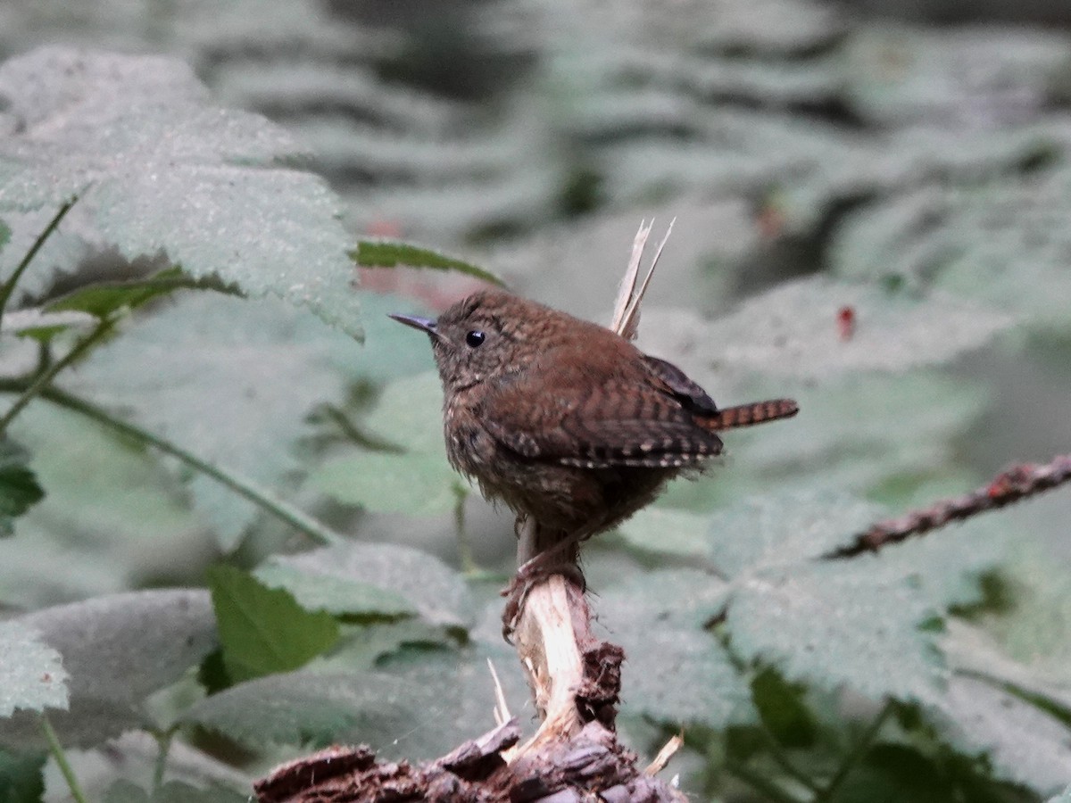 Pacific Wren - ML623011271