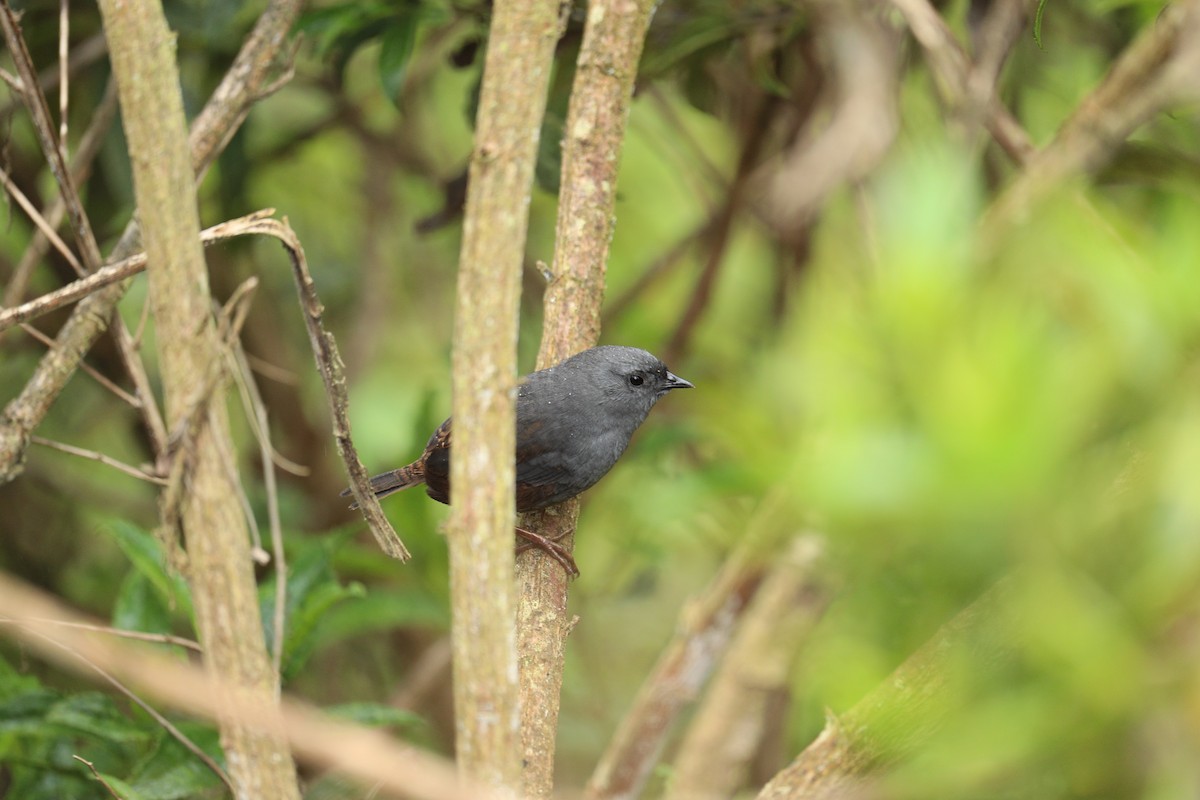 Neblina Tapaculo - ML623011274