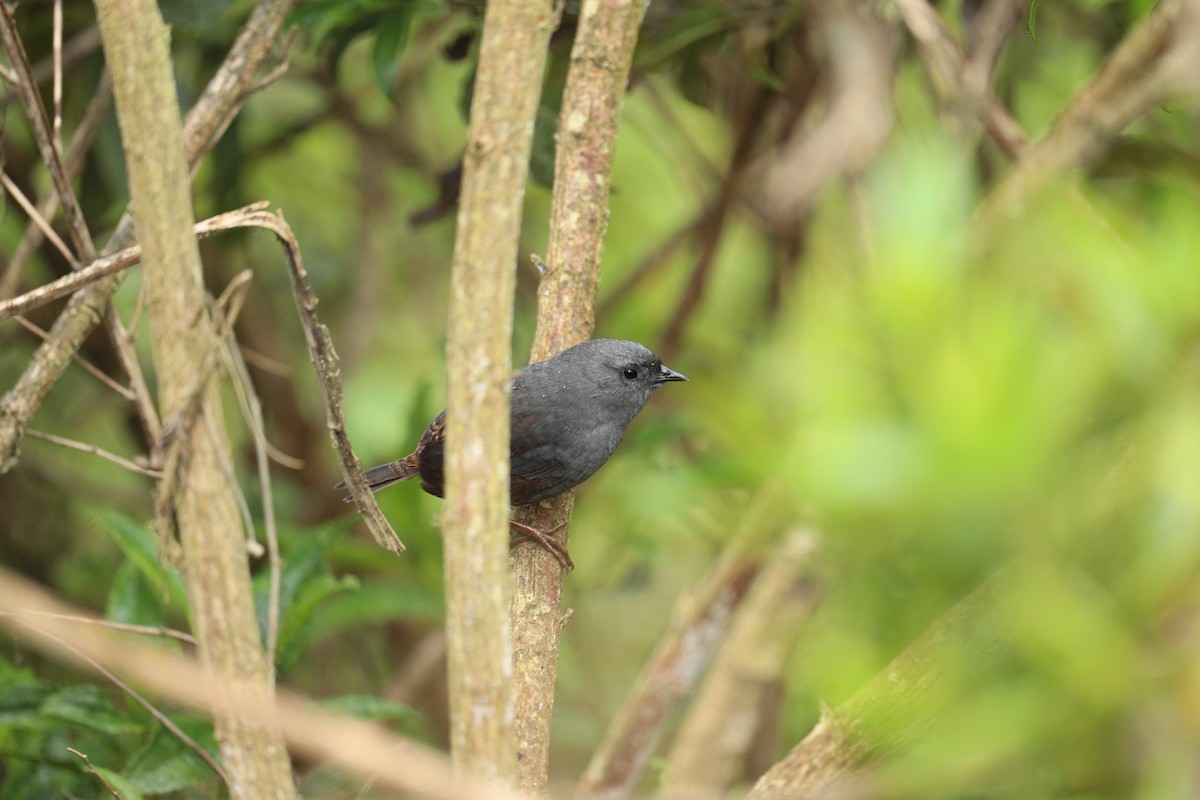 Neblina Tapaculo - ML623011276