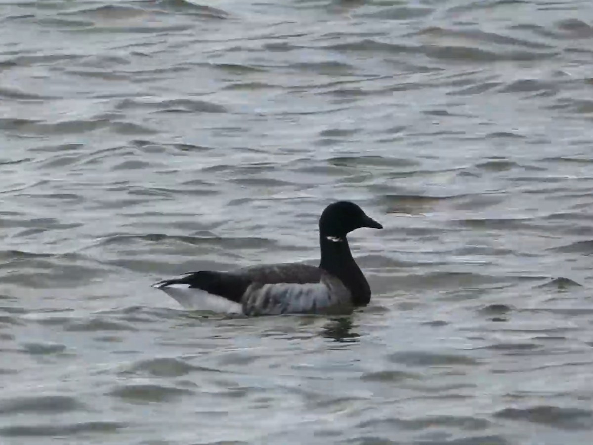Brant - ML623011342