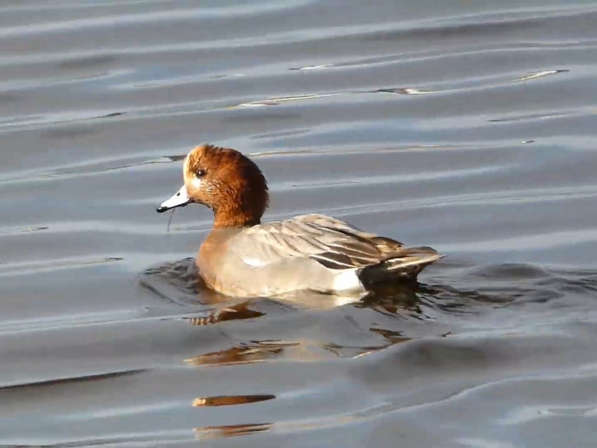 Eurasian Wigeon - ML623011350